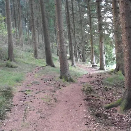 Pleasant In Amid Forest *